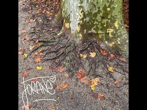 H44 JORANE - Langsam Querida