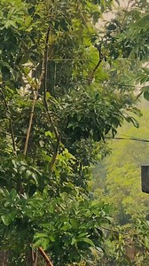 Gusto kong ibigay ang buhay na gusto mo 🌧️ 7/11 - Ej Clarks (Cover) . . #ejclarks #711Toneejay #JimmsCoffeeMix #MayPlusKaSaLife #KaJimmsAko #KasamaKoSiJimms #healthycoffee | EJ Clarks