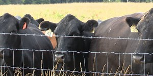 Farming in Upper Michigan: Where does food produced in the UP go?