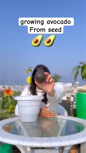 How to Successfully Grow Avocado at Home