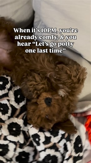 Toki the Golden Cavapoo 🐶 on Instagram: "Come on mom! #cavapoo #cavapooworld"