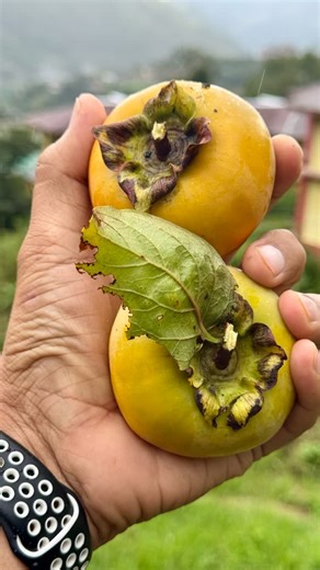 Prem Akash | Persimmons fruit 🍊…with Very rich in Anti-oxidants, fiber and other health benefits 🥰😍.North-east Indian fruits . . . . . . . . . . . .... | Instagram