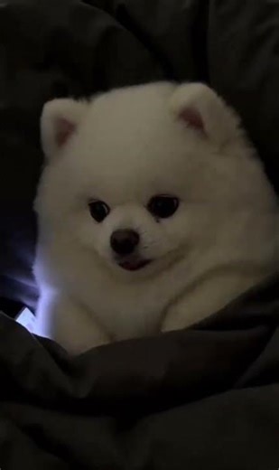 My Narrow Escape from Mom's Discovery of My Hidden Dog! Bomei DogJoy