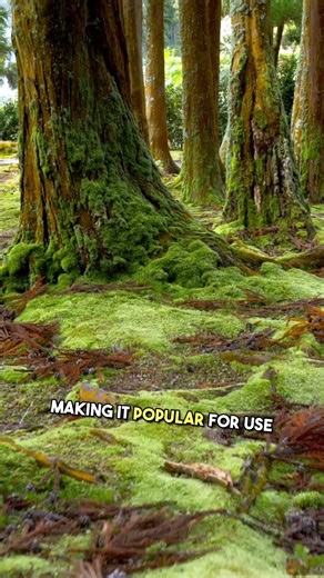 The Poplar Tree #shorts