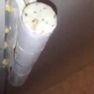 Advion Cockroach Gel Bait 35gm | Available on IndiaMART