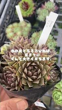 Succulent plant, Sempervivum: Tips for growing it, gardening, try making a Sempervivum bowl! ♡