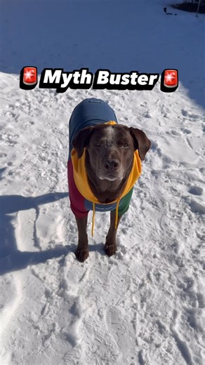 Shir 🐾 In Home Family Dog Trainer 🐾 Chicago 📍 on Instagram: "“He only listens if I have treats.” Cool … that means he’s motivated, not manipulative. 🧠✨ Motivation matters. Reinforcement works. We use treats to teach skills, build clarity, and create connection. As learning grows, reinforcement changes - it doesn’t disappear. Because no one works for free… and neither does your dog. 🐶 Treating isn’t cheating. #dogtrainingtips #dogtrainerlife #dogsofinstagram #relatable #explore"