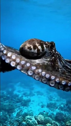 Octopus Comedy Moments | Underwater Fun Video”