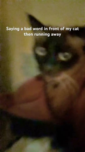 Saying a bad word in front of my cat to see how he reacts