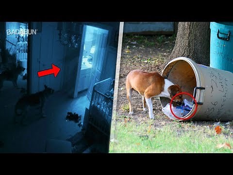 7 Cosas increíbles que los perros pueden hacer