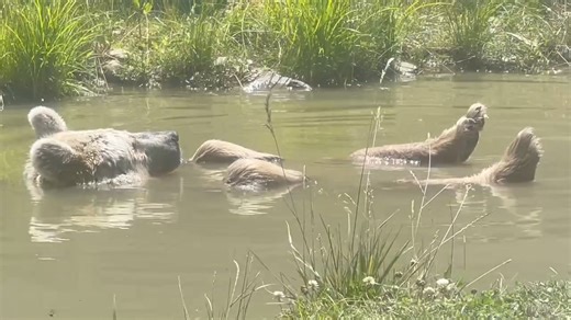 46K views · 3.9K reactions | Observe our beloved Sonya as she luxuriates in the serene pond. Notice how she effortlessly floats with her toes adorably protruding. Truly delightful to behold. | Orphaned Wildlife Center | Facebook