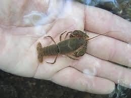 Paper Shell Crayfish 25 Count Box Shipped Free