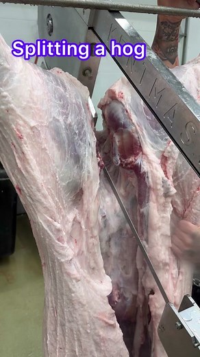 We use a band saw with a bone blade on it to split all our animals in half!! This is a look into how it works!!!