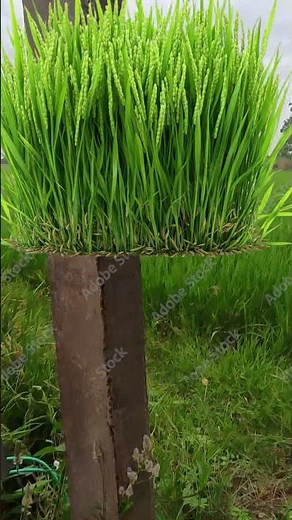 🌱Paddy Sowing on Paper 🌾 Green Shade Technique for Perfect Paddy Germination!