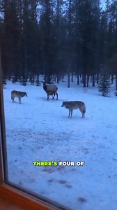 This pack of wolves didn’t chase their prey far. They slowly pressured an elk cow and her calf right into the camp yard, using the buildings and open space to their advantage. Wolves often test, surround, and wait—looking for weakness, separation, or a mistake. Mom never stopped watching them. The calf never left her side. What would you do in this situation? 🤔 Would you intervene or let nature run its course? #nature #wildlife #wolves #elk #fblifestyle #camping #hiking #animals | Tails and Sca