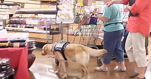 Pets Used As Fake Service Dogs Is Starting to Become A Serious Issue