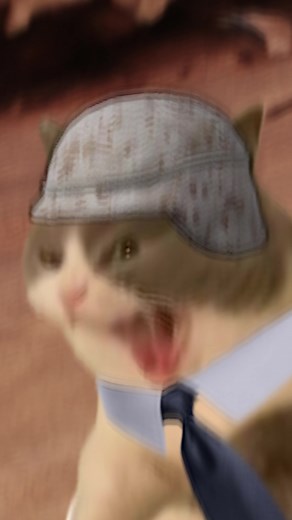 Funny Cat Memes and Stock Market Investing