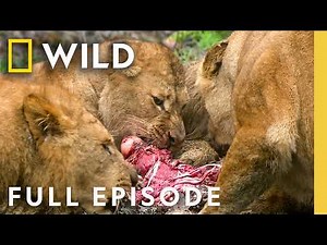 Brawls for Survival (Full Episode) | Animal Fight Night Compilation | Nat Geo Animals