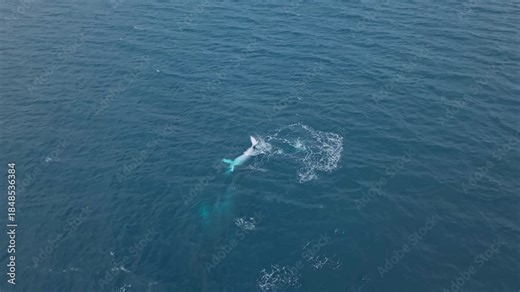 A whale calf rolls playfully, revealing its belly as the scene slowly opens to show two adults, including its mother, surfacing beside it. A tender family moment captured in the open ocean.
