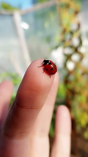 Lady bug poop!