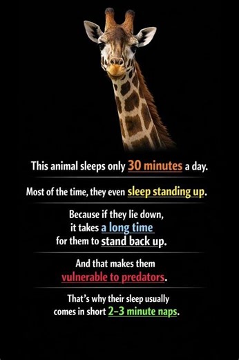 This Animal Sleeps Only 30 Minutes a Day 😳