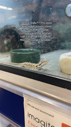 Petco Bearded Dragon Neglect Complaint