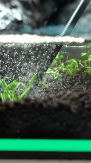 #アクアリウム #水草水槽 #60センチ水槽 #aquarium #熱帯魚