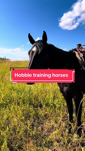 Hobble trained horses pt 2 #hobbles #horsetraining #horsemanship #hobbling