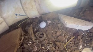 Do you believe moth balls work to deter snakes? ❌🐍 | Big Country Snake Removal