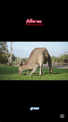 Kangaroo Power 🦘🔥 | The Strongest Jumper in the Wild!#Kangaroo #AnimalFacts #Wildlife #Nature #V