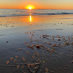 Rare sight: Tiny mysterious clear orbs wash up at Orange County beaches