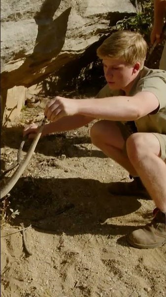 Robert Irwin's FIRST Rattlesnake | Crikey! It's the Irwins | Animal Planet