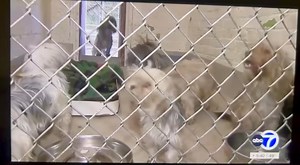 18K views · 321 reactions | ❤️Thank you to Suzanne and the entire ABC7NY team for visiting our shelter today to help share our mission. When our Supervising ACO made the call, they didn’t hesitate. We’re grateful for their kindness and support, and we look forward to sharing more of our stories with you in the future. Today was one for the books, now it’s on to the next page and the many other animals in our community who need our help! 﫡 | City of Passaic Animal Shelter | Facebook