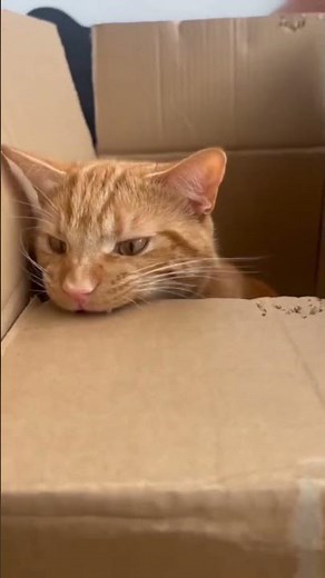 Typical orange cat behaviour 😹 #cat #funny #pets #cute #catplay #funnycats