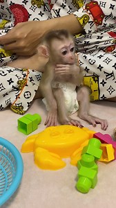15K views · 380 reactions | Daily baby Monkey | Monkey Pets | Facebook