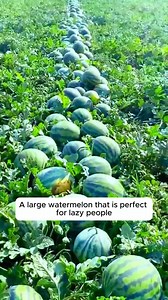 Easy to grow watermelon varieties #backyardgardening #gardeninglife #vegetablegardening #vegetablegarden #gardeningtips #gardeninglove #organicgardening #gardensofinstagram #gardenideas #urbangardening #gardeningistherapy #gardeninggoals #homegardening #gardeninspiration #lovegardening #gardeningisfun #countrygarden #veggiegarden #happygardening | Gardening Ideas