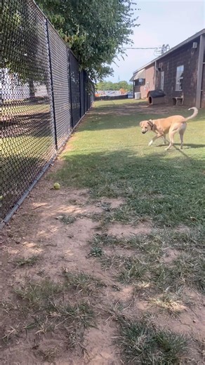 Lenny is still here! Here is just a glimpse into his goofy personality, come adopt this sweet boy today. He will need a VERY patient adopter/home as he is terrified of everyone until he gets to know you! If you have any questions please call the shelter. | Decatur Animal Services