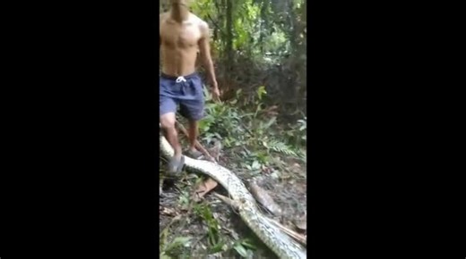 A housewife in Indonesia was killed by a 10 meter long python in Luwu, South Sulawesi