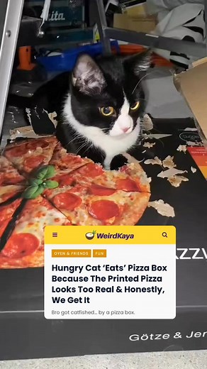 295K views · 2.3K reactions | Same meow. Admin is hungry too  | WeirdKaya | Facebook