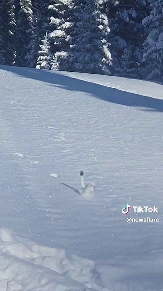 Unexpected Stoat Encounter on a Snowmobile Adventure