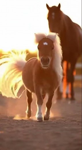 Tiny Mini Horse Attitude 😂🐴 | Big Horse Funny Farm Moments