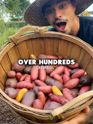 The Origin Of Potatos | potato