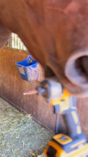 Pony Up Rescue for Equines on Reels