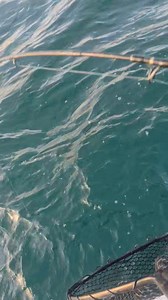 10K views · 138 reactions | Young Fox first time fishing for snapper and how's about that one for your first snapper ever great work young fella!!  For bookings call Tamara on 0498640739 Gotta Love It!!! That’s why you Gotta Love Fishing Victorian Charters https://gottalovefishingvic.com.au Check out our T&C online #GottaLoveIt #PortPhillipBay #werribee #Stkilda #MelboureSnapper #GottaLoveFishingVictorianChartersg yng | Gotta Love Fishing Victoria charters | Facebook