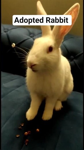 Adopted rabbit, in his new home #rabbit #bunny #adopting #adoptingrabbit