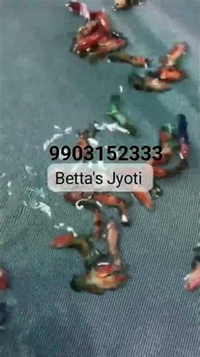 NEMO female betta fish #bettafish #betta