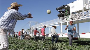 398K views · 6.1K shares | The aroma. Sweetness. That’s Pecos cantaloupes. Every bite a Texas tradition. One the Mandujano brothers kept from going extinct. | Texas Farm Bureau | Facebook