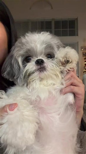 watch out broadway #shihtzu #dogsoftiktok #petsoftiktok #spongebob #doglover