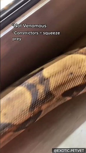 Red-Tailed Boa Facts by a Veterinarian