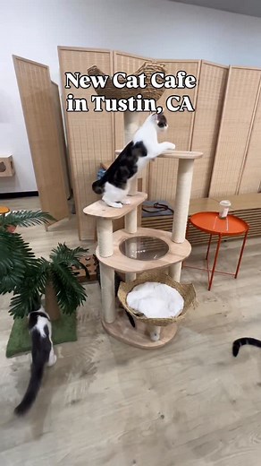 OC Food | Christine☀️ on Instagram: "Adoptable Cat Cafe Opens in Tustin! 🐱 @fluffytailcafe is a brand new interactive cat lounge experience where you can enjoy chill time and beverages while playing with adorable kitties! 🐈‍⬛ All these sweet cats are available for adoption through @tinypawsandwhiskers These sweetie pies are beyond adorable, and we had so much fun. A lot of them were sleeping, and it was just so cute to watch! 😍 Book a 1-hour lounge session online for $22 to spend time with th